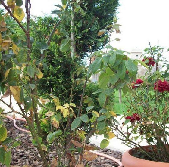Guesthouse Evi Maria Angistron ภายนอก รูปภาพ